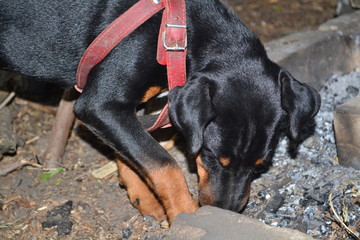 dog, animal, pet, black, canine, cute, doberman, puppy, rottweiler, dachshund, brown, isolated, mammal, dogs, portrait, domestic, breed, purebred, nature, pinscher, pup, white, guard, grass, small
