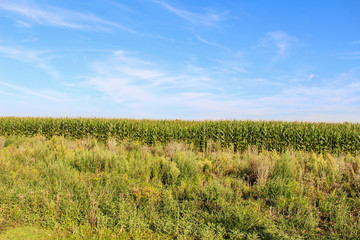 Wheat Field in Germany