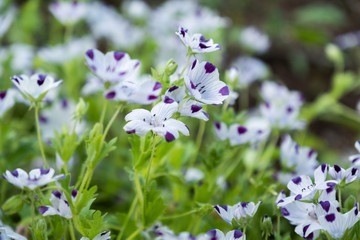 Flowers in botanical garden