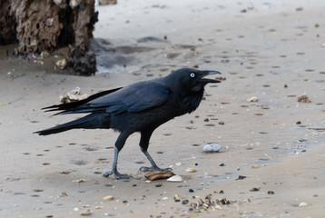 Raven call Kraa