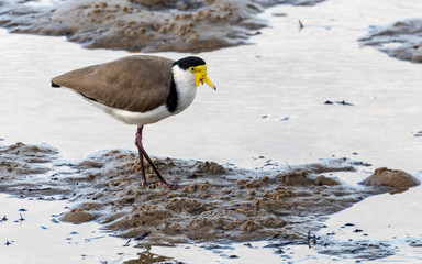 Masked Lapwing (Plover)