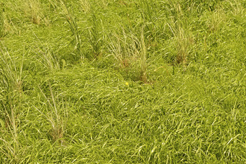 Bright green dense grass.