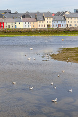 Buildings and Seagulls in Corrib river