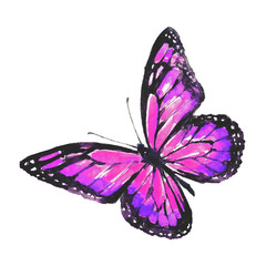 beautiful butterfly,watercolor, isolated on a white