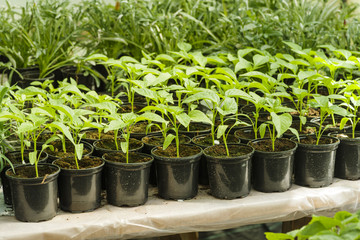 shoots of young greenery in a greenhouse on a table in tubs