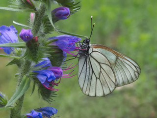 Black-veined white butterfly sitting on a blueweed flower