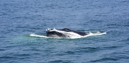 Fototapeta premium Whale Watching on the New England Coast