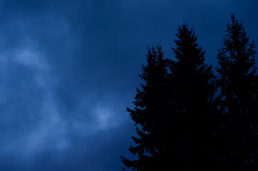 Fototapeta premium Mysterious nocturnal night cloudy sky against mystery silhouettes of fi trees