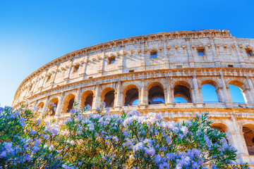 Rome, Coliseum, Italy. Romantic view on iconic landmark ancient Coliseum through blooming flowers of oleander.
