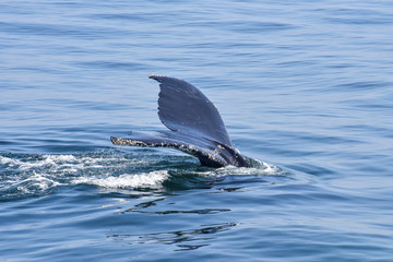 Whale watching on the New England Coast