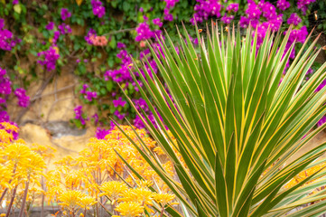 A kind of succulent plant faces yellow and purple flowers
