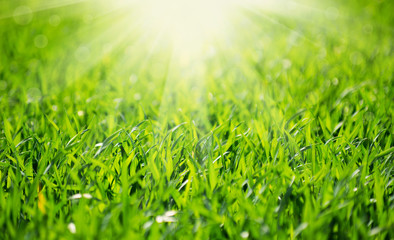 Green grass texture from a field and sun