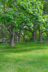 Fototapeta na wymiar Trees and grass in Botanic Garden