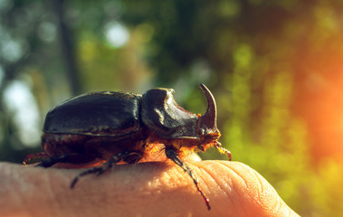 giant beetle beetle, an unusual insect beetle with a horn at sunset.