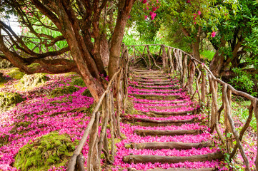 The staircase taken along the path is covered by the pink and purple petals fallen from the laurel...