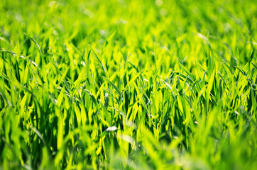 Green grass texture from a field