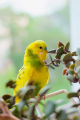 Budgerigar sits on a branch. The parrot is brightly green-colored. Bird parrot is a pet. Beautiful, pet wavy parrot.