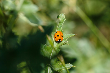The Ladybird sits on a colored leaf. Macro photo of ladybug close-up. Coccinellidae