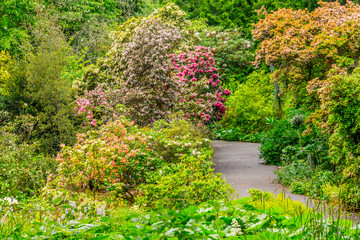 Flowers and walk way in Botanic Garden