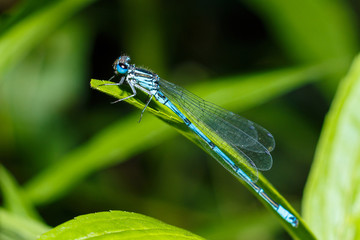 Dragonfly close-up. A close-up photo of a dragonfly sitting on a sheet. Dragonfly blue color in the...