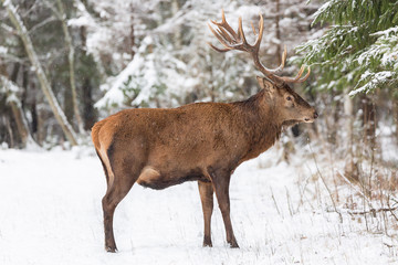 Naklejka na ściany i meble Single adult noble deer with big beautiful horns with snow in winter forest. European wildlife landscape with snow and deer with big antlers