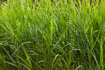 Green wall of reeds on shore of lake, texture backdrop.