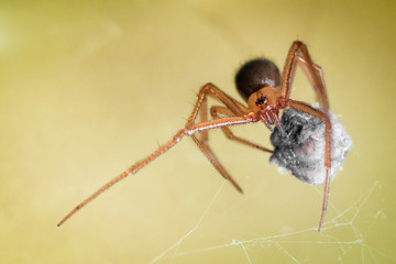Spideregg