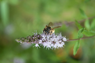 closeup of bee on mint flower