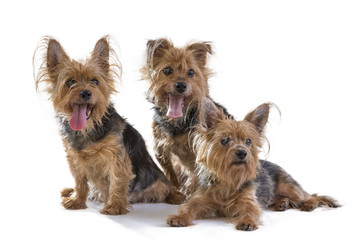 Portrait Cute three puppy yorkshire terrier looking at camera in studio, isolated on white background.