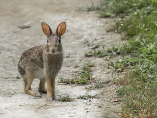 a Eastern Cottontail he stops to check as he crosses a path