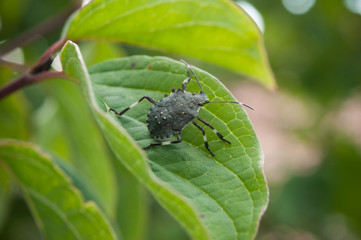 closeup of black thumbtack on plant leaf