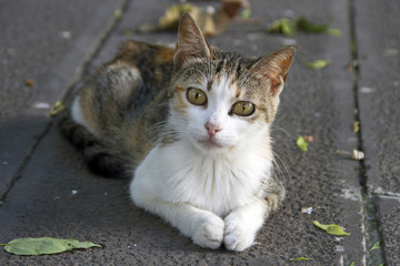 Cute motted cat looking at camera