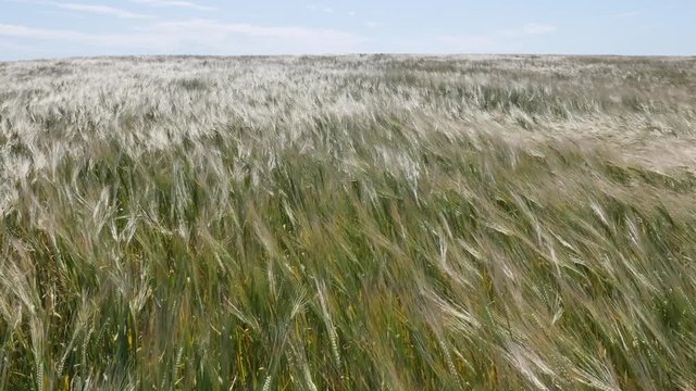 &eacute;pis dansant sous la brise