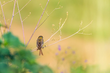 European Greenfinch Carduelis chloris