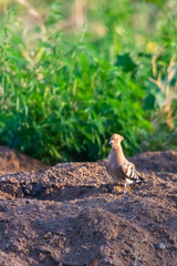 Hoopoe, Upupa epops, sitting on ground, bird with orange crest.
