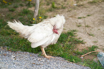 Single sick white chicken is standing and thinking