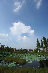  China's rural lotus pond