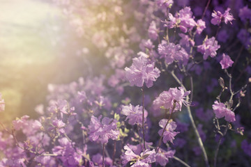 Beautiful branches with flowers rosemary on the background of the sky defocus