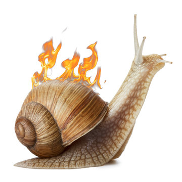 Burning snail isolated on white