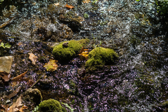 Mossy stones and leaves in a small creek