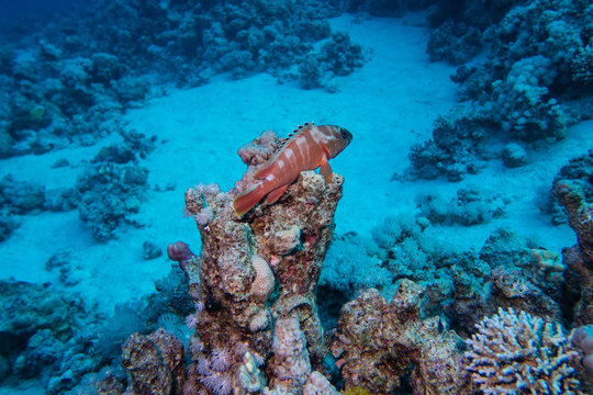 A Red Sea Coral Grouper observing his terrain on a coral reef in the Red Sea in Egypt