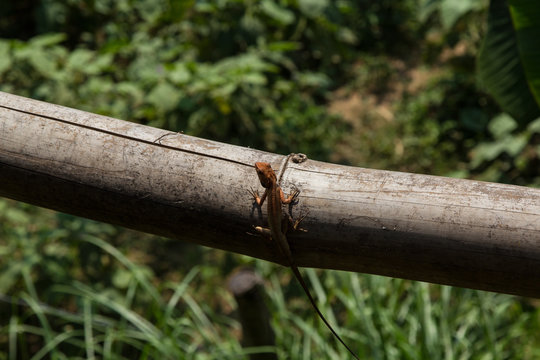 Orange lizard taking a sunbath on a bamboo pole in Laos