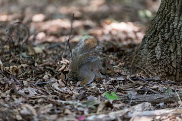 Squirrel Eating