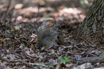 Squirrel Digging