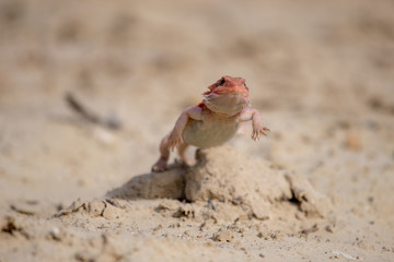 Closeup of a Bearded Dragon (Pogona vitticeps).