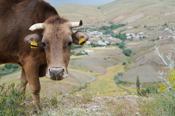 Portrait of brown cow gazing to the camera  on the cliffs and blurred village in background