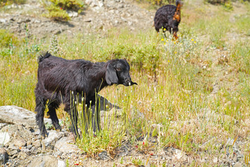 Cute long eared black goat kid on rocky pasture