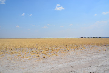 Deception Valley in Central Kalahari Game Reserve, Botswana, Africa