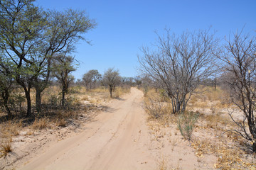 Fototapeta na wymiar Sandy road in Central Kalahari Game Reserve, Botswana, Africa