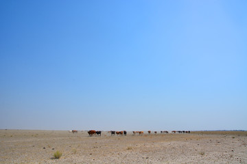 Fototapeta na wymiar Waking cows in Kalahari desert, Boteti district, Botswana, Africa
